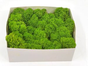 Stabiliseeritud põdrasammal_May Green