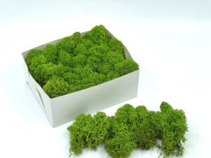 Stabiliseeritud põdrasammal_May Green