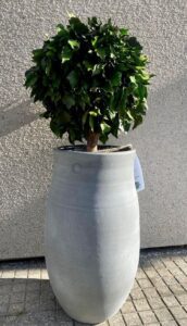 Hedera Topiary keraamilises vaasis