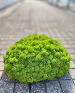 Moss Island May Green