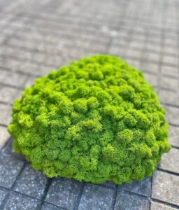 Moss Island May Green