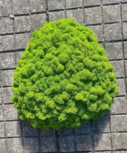 Moss Island May Green