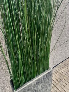 Säilitatud kõrrelised keraamilises vaasis