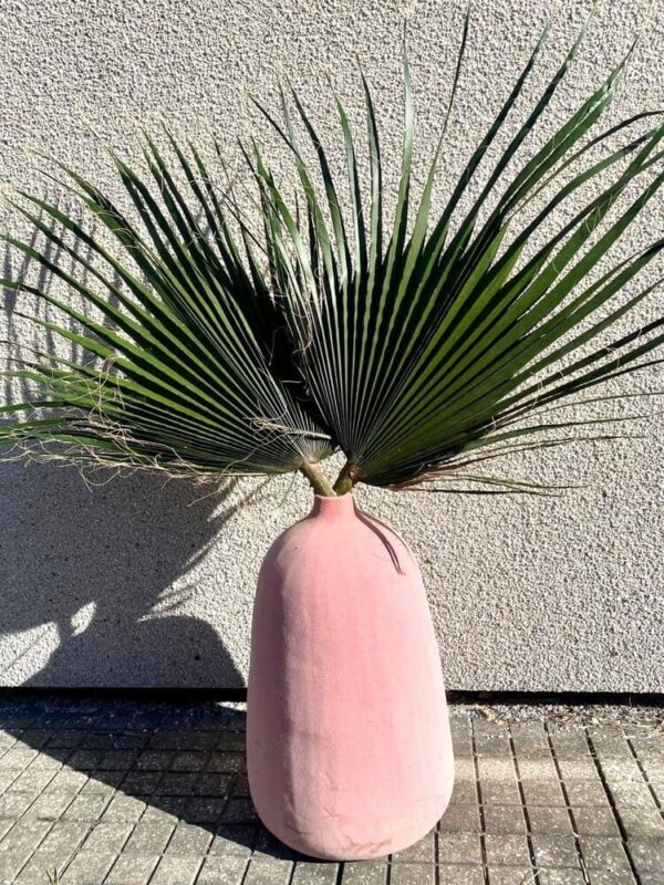 Stabiliseeritud palmioksad roosas vaasis