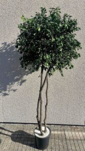 Tenuifolium Crown puu