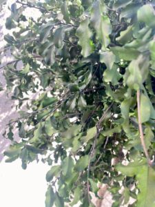 Tenuifolium Crown puu