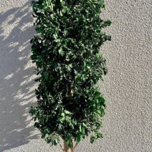 Tenuifolium 1,3m stabilized