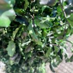 Tenuifolium puu 1,3m stabilized