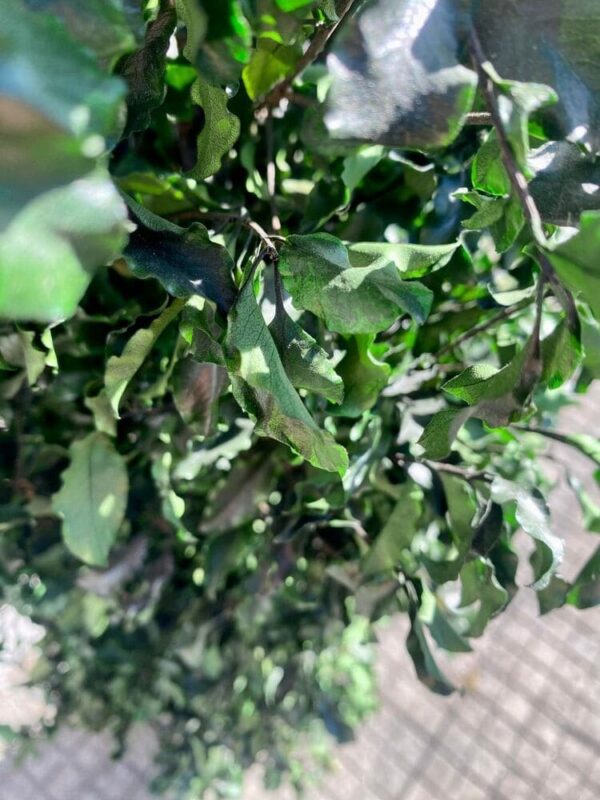 Tenuifolium puu 1,3m stabilized