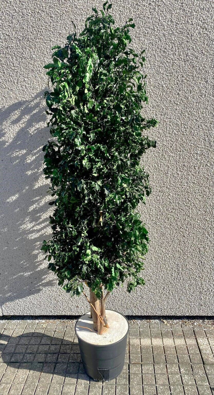 Tenuifolium 1,3m stabilized
