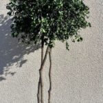 Tenuifolium puu