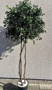 Tenuifolium Crown puu