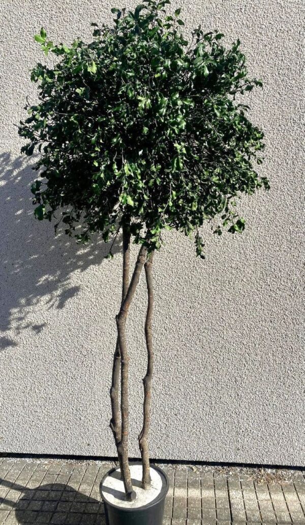 Tenuifolium puu