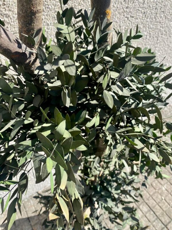 Topiary Parvifolia puu