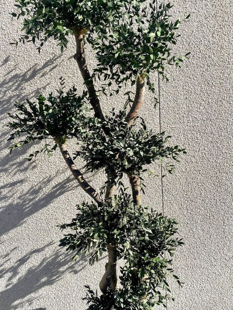 Stabiliseeritud Topiary Parvifolia puu 1,85 m