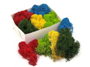 Säilitatud põdrasammal_värviline