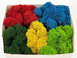 Säilitatud põdrasammal_värviline