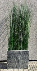 Säilitatud kõrrelised keraamilises vaasis