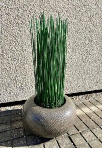 säilitatud kõrrelised keraamilises vaasis