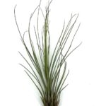 Juncea 1