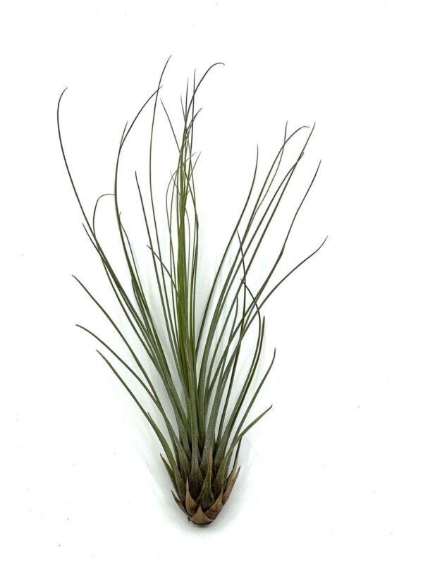 Juncea 1