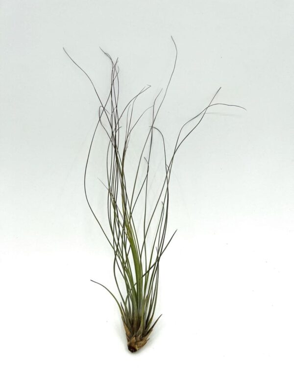 Juncea 2