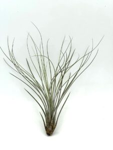 Õhulill e tillandsia juncifolia
