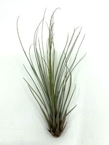 Tillandsia e õhulill Juncifolia