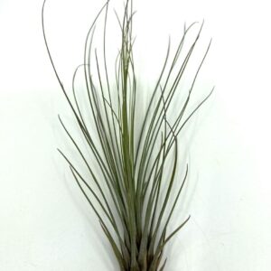 Tillandsia e õhulill Juncifolia