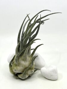 Tillandsia seleriana