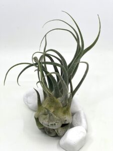 Tillandsia seleriana