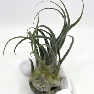 Tillandsia seleriana