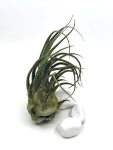 Tillandsia seleriana