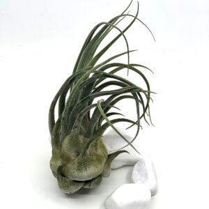 Tillandsia seleriana