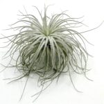 Tillandsia Tectorum