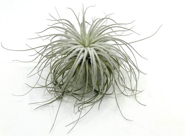 Tectorum L size