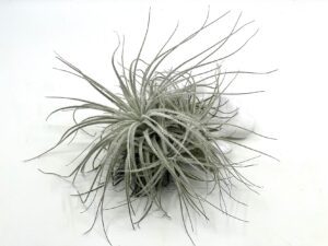 Tillandsia Tectorum