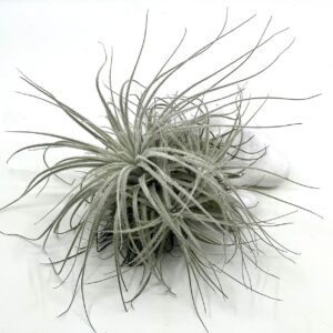 Tillandsia Tectorum