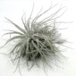 Tillandsia Tectorum