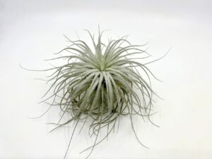 Tillandsia Tectorum