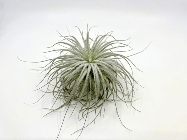 Tectorum L size