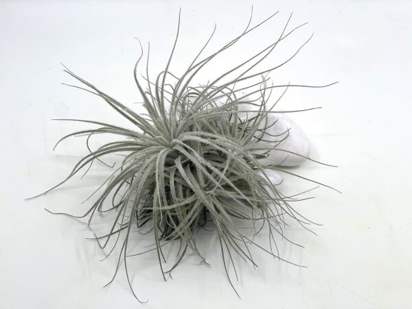 Tectorum L size