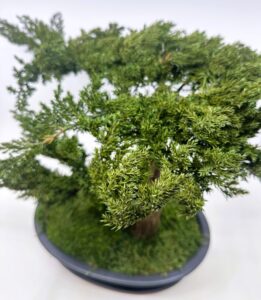 Bonsai kadakaliste okstega.