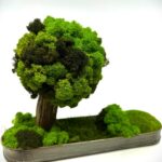 Samblast bonsai puu