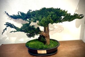 Bonsai