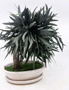 Bonsai eukalüpti okstega