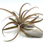 Õhulill e tillandsia Capitata Peach