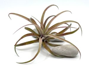Õhulill e tillandsia Capitata Peach