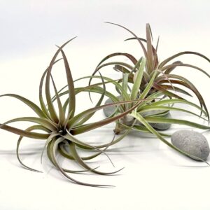 Õhulill e tillandsia Capitata Pea