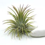 Õhulill e tillandsia ionantha var rubra